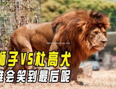 半岛体育-看点多多！西部强队交锋，谁能笑到最后？