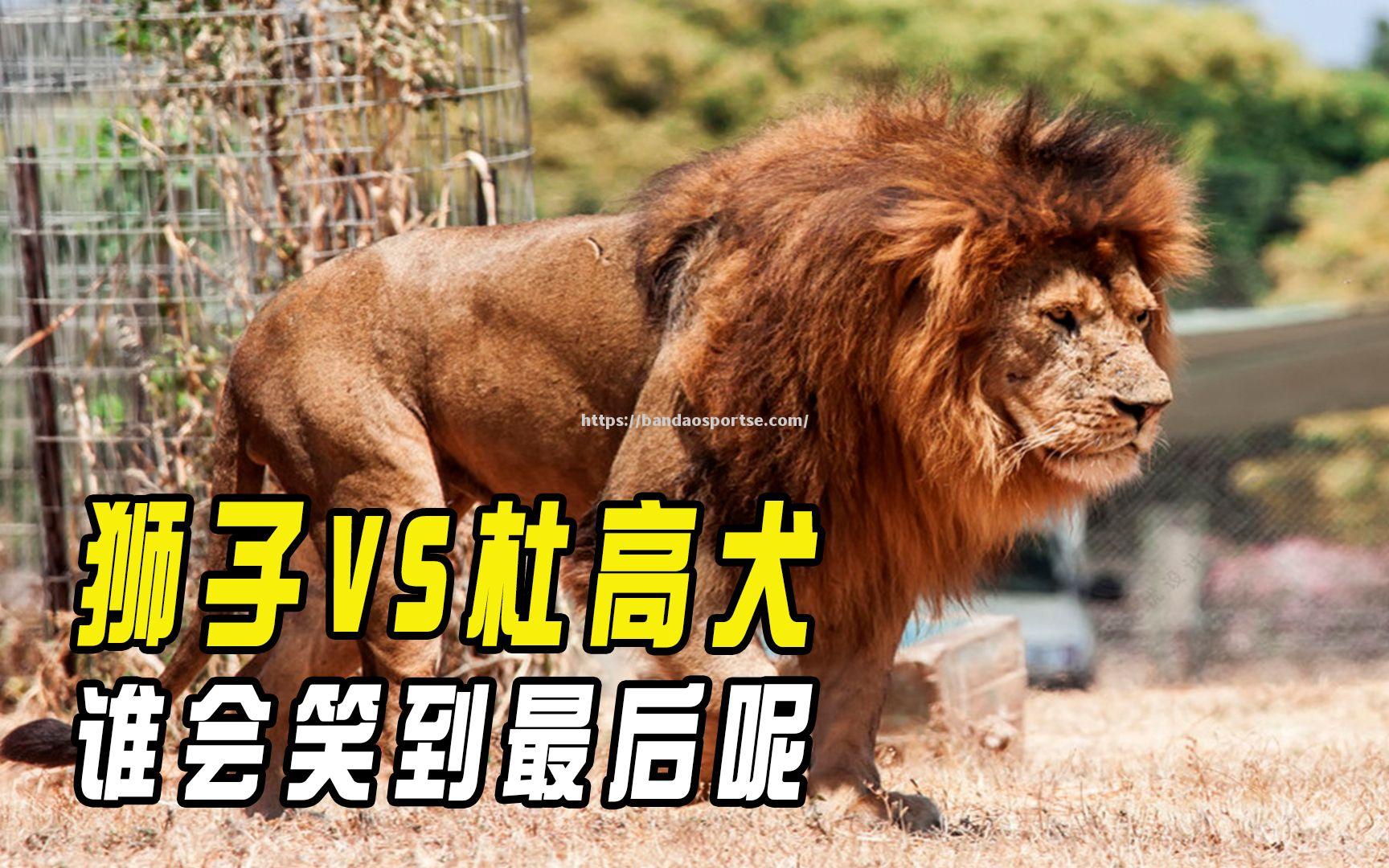 半岛体育-看点多多！西部强队交锋，谁能笑到最后？